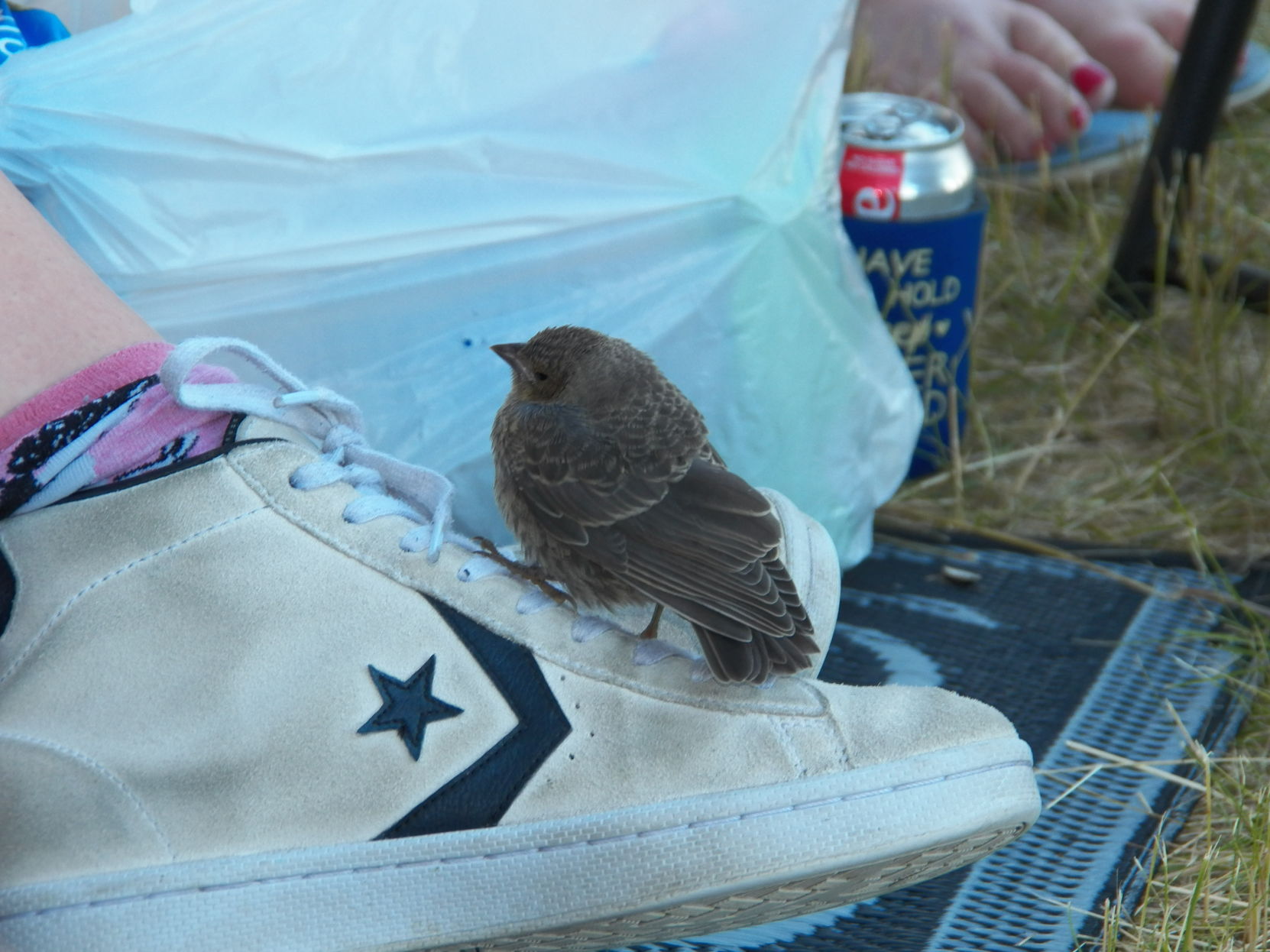 Camping visitor.